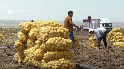 تصویر 2 از خرید سیب زمینی مارفونا